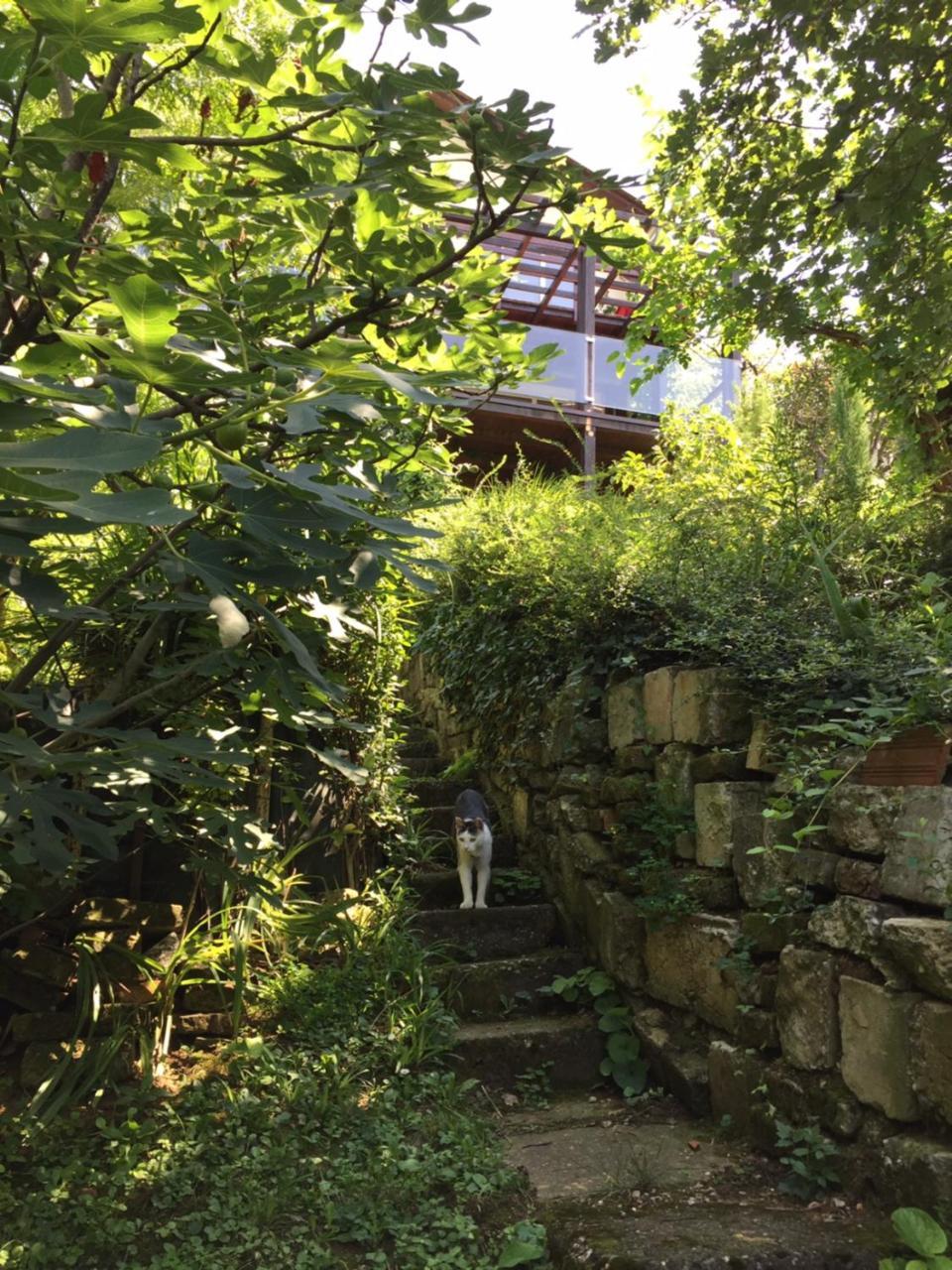 Ferienwohnung Pergola House In A Green Oasis With Fantastic View Petrovaradin Exterior foto
